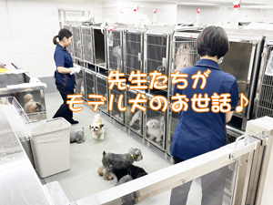 先生たちもモデル犬のお世話☆